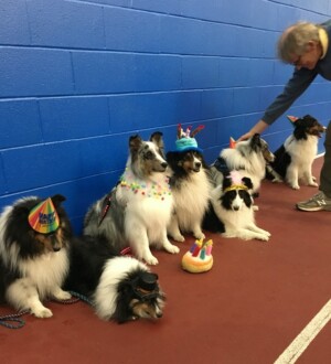 Rush's litter 9th birthday