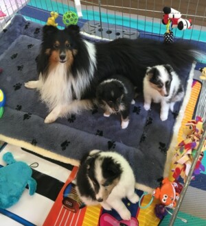 First Tribute litter