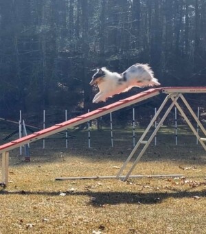 Shya (Rush Granddaughter) loved and owned by John