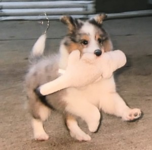 Baby Rush